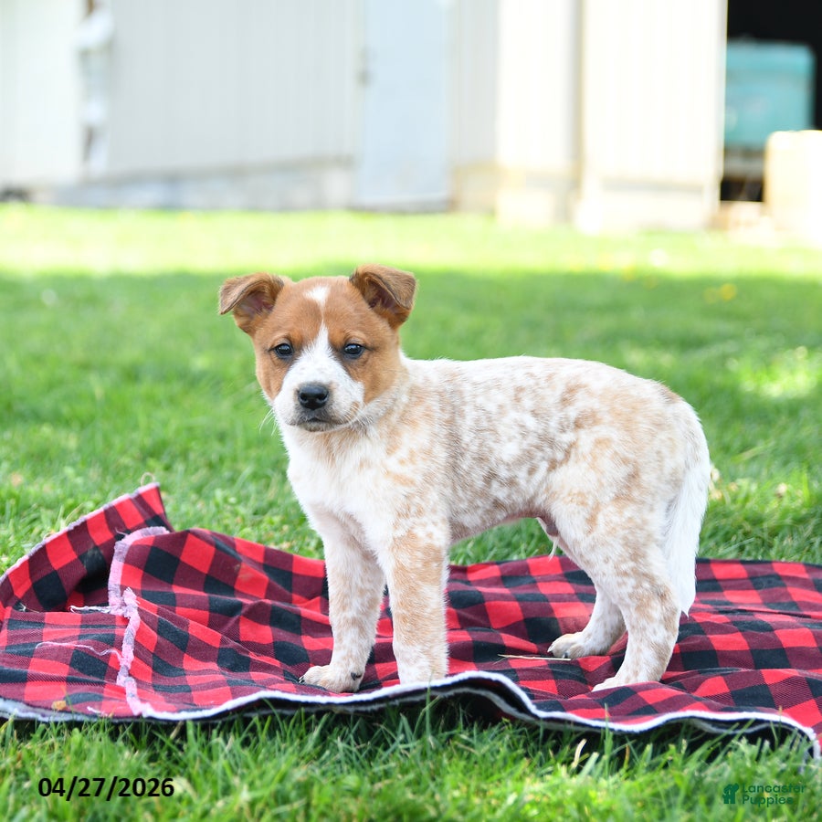 Australian Cattle Dog dogs Ranger - Ad 2