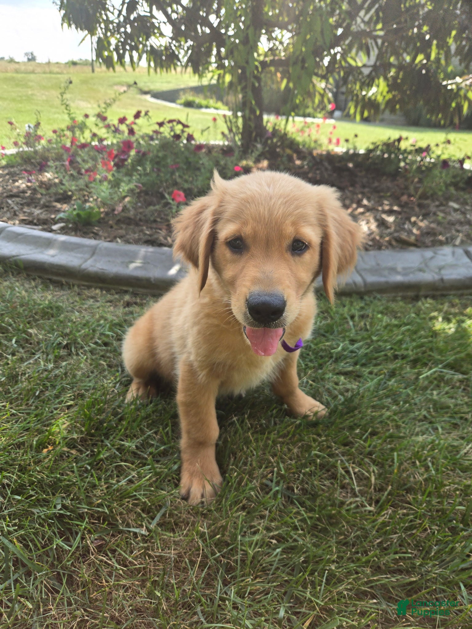 Golden Retriever dogs Golden Retriever 1 Layla - Ad 38