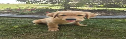 Golden Retriever dogs for sale: Golden Retriever 1 Layla - Ad 1