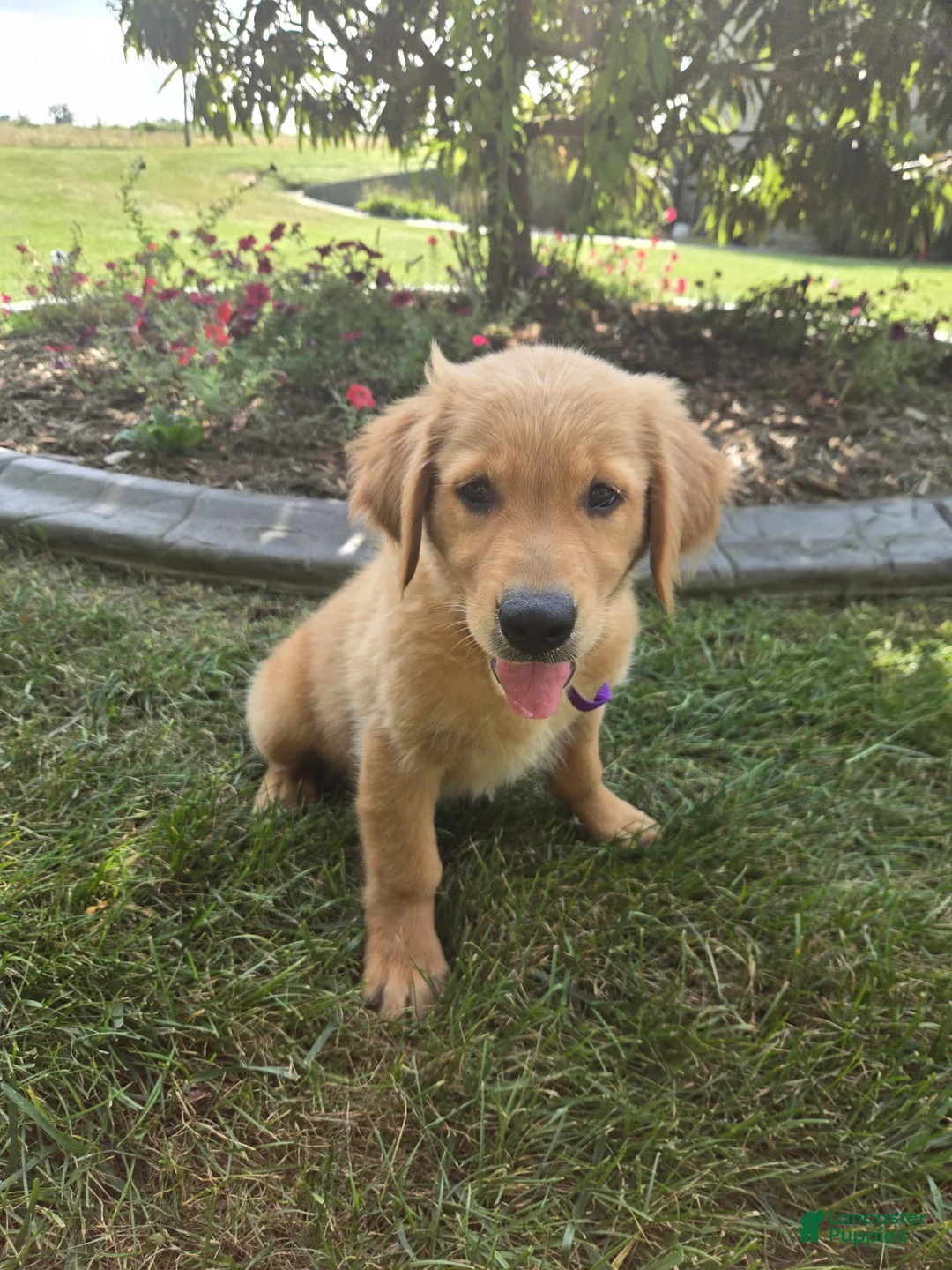Golden Retriever dogs for sale: Golden Retriever 1 Layla - Ad 1