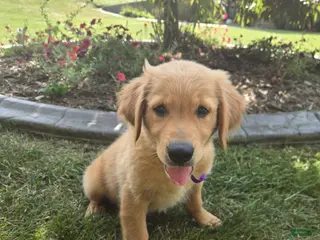 Golden Retriever dogs Golden Retriever 1 Layla - Ad 38