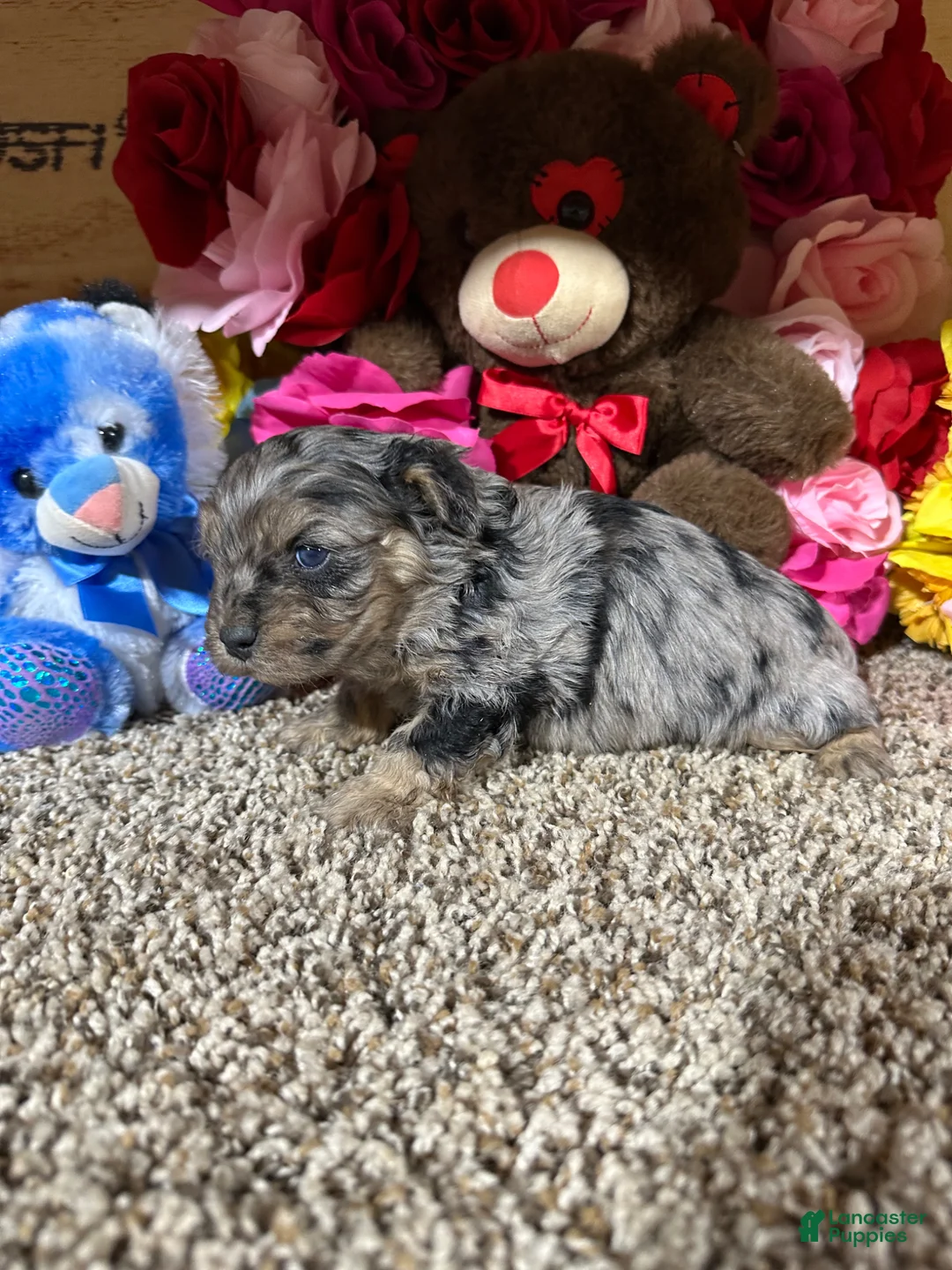 Cavapoo dogs for sale: Cavapoo Puppy 1 - Ad 3