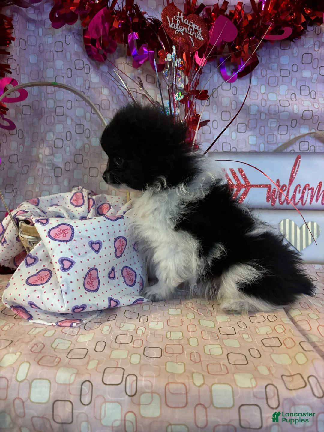 Pomeranian dogs for sale: Nick - Ad 2