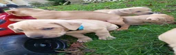 Mixed Breed dogs for sale: Blacknose Male 1 - Ad 4