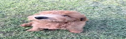 Goldendoodle dogs for sale: Rocky - Ad 5