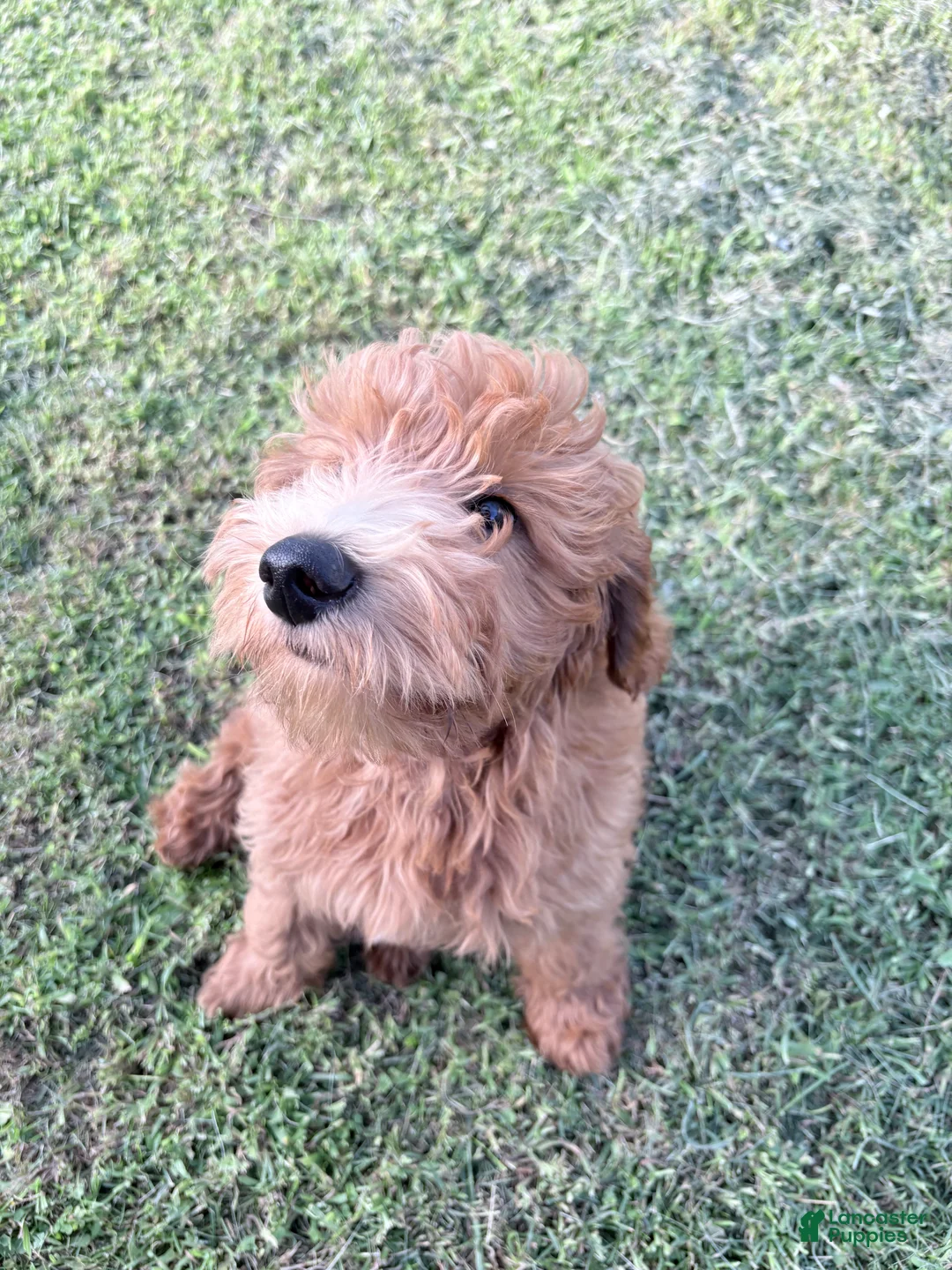 Goldendoodle dogs for sale: Rocky - Ad 5