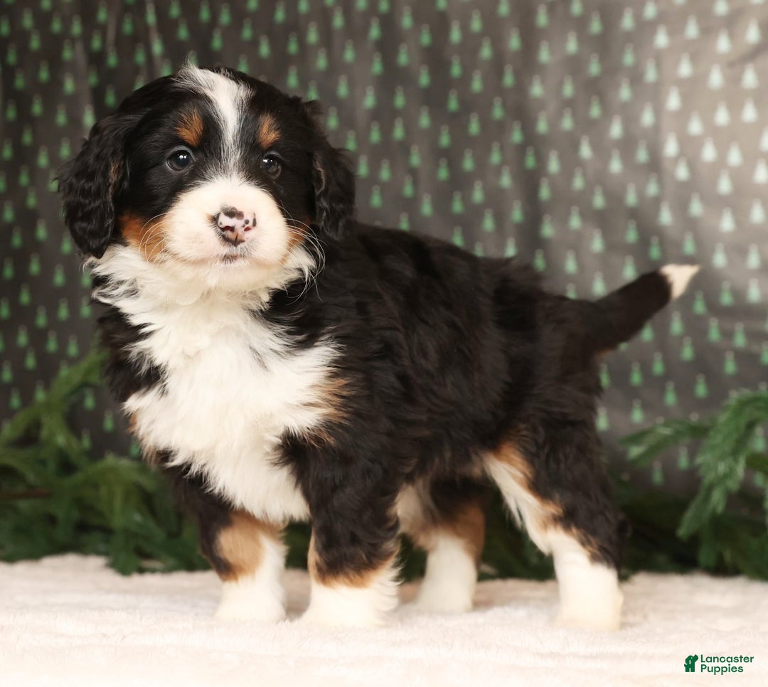Mini Bernedoodle dogs for sale: Ranger - Ad 3