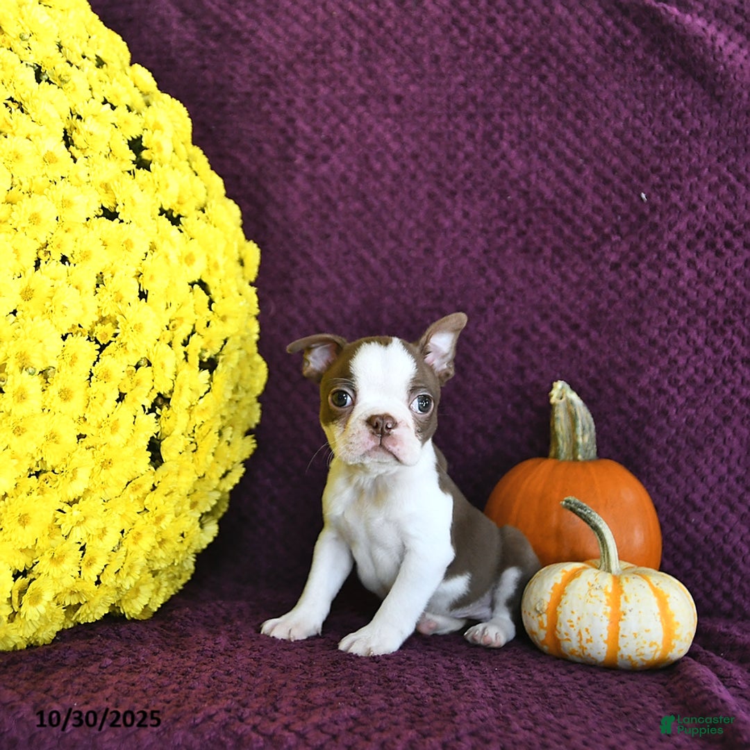 Boston Terrier dogs for sale: Trent - Ad 11