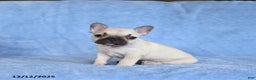 French Bulldog dogs for sale: Zimmy - Ad 2