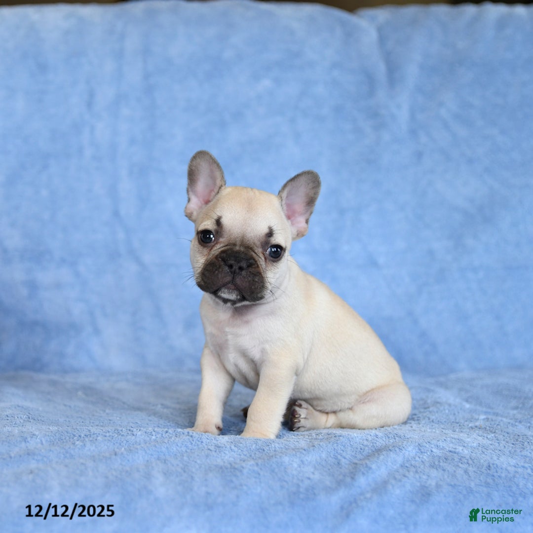 French Bulldog dogs for sale: Zimmy - Ad 2