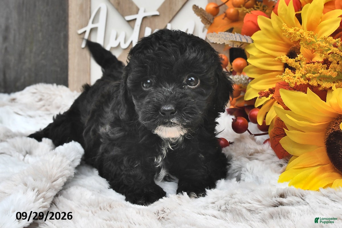 Shihpoo dogs Maggie - Ad 1