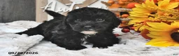 Shihpoo dogs for sale: Maggie - Ad 1