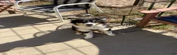 Australian Shepherd dogs for sale: Australian Shepherd 1 - Ad 5
