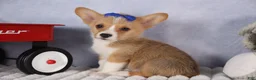 Welsh Corgi Pembroke dogs for sale: Charlie 🐾💙 - Ad 1