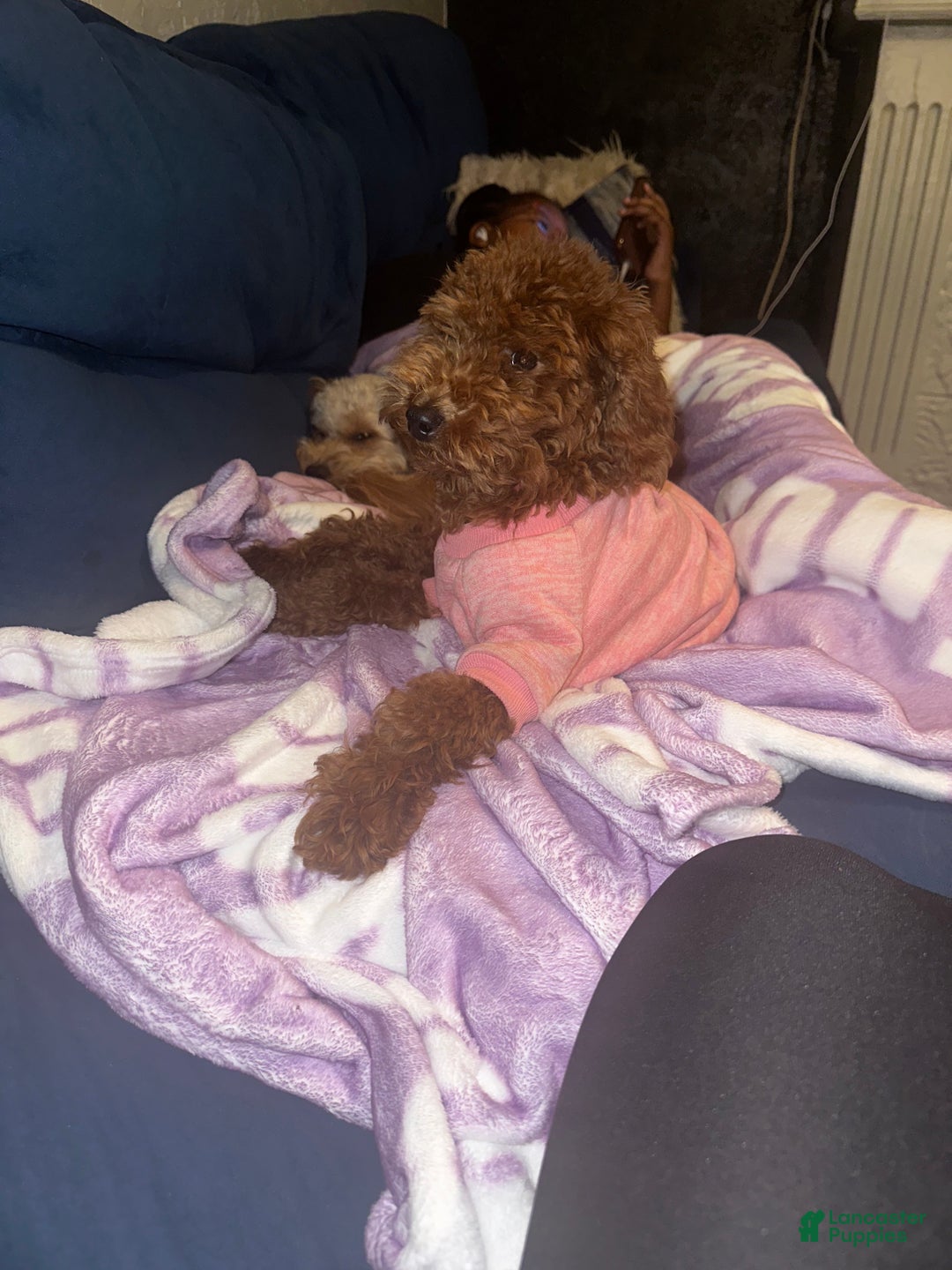 Mini Goldendoodle dogs for sale:  Star ⭐️ - Mini Goldendoodle - Ad 8