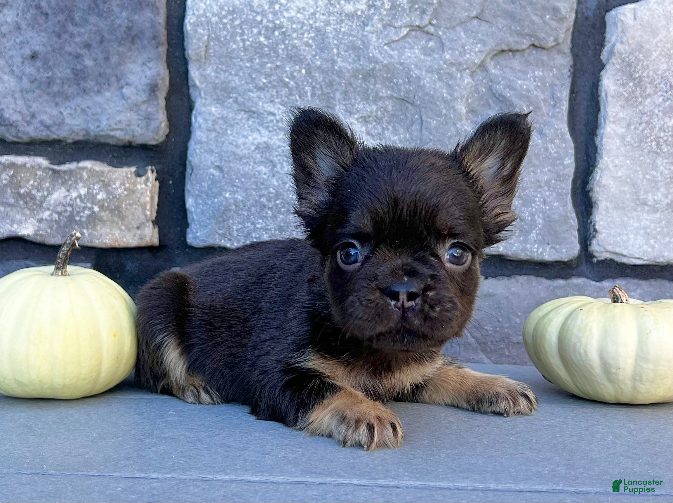 French Bulldog dogs Hank - Ad 26