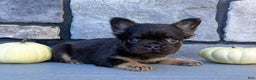 French Bulldog dogs for sale: Hank - Ad 1