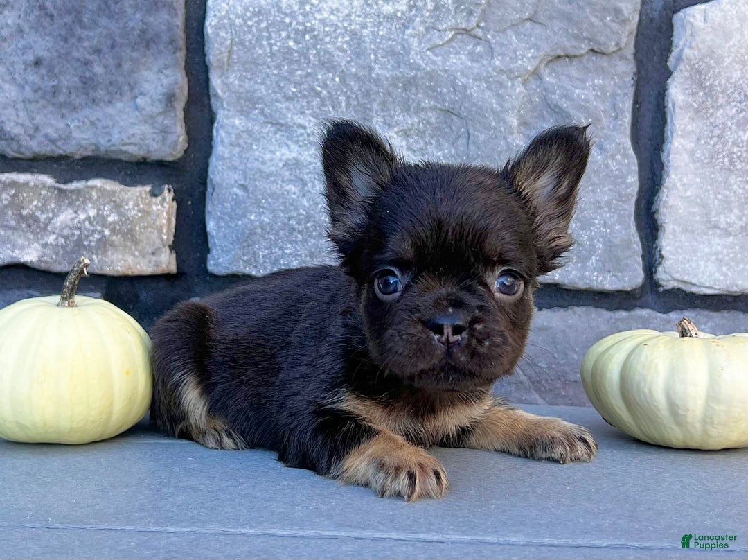 French Bulldog dogs for sale: Hank - Ad 1