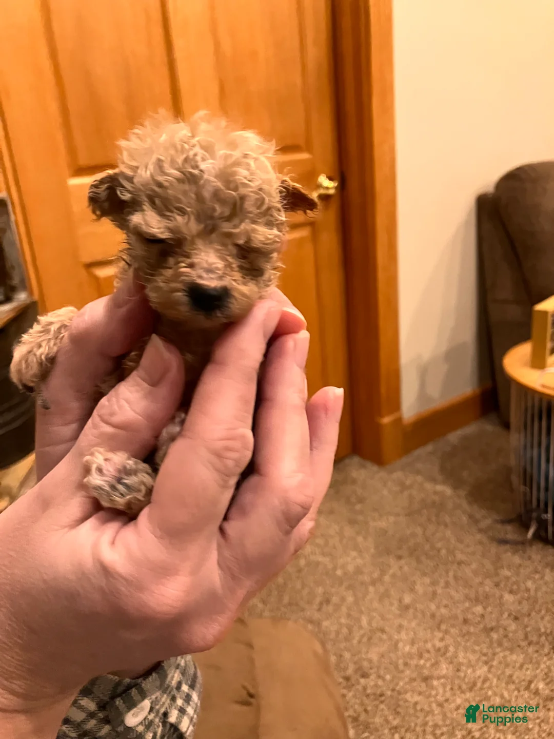 Toy Poodle dogs for sale: ♥️TINY TEACUP TAZZ♥️ - Ad 8
