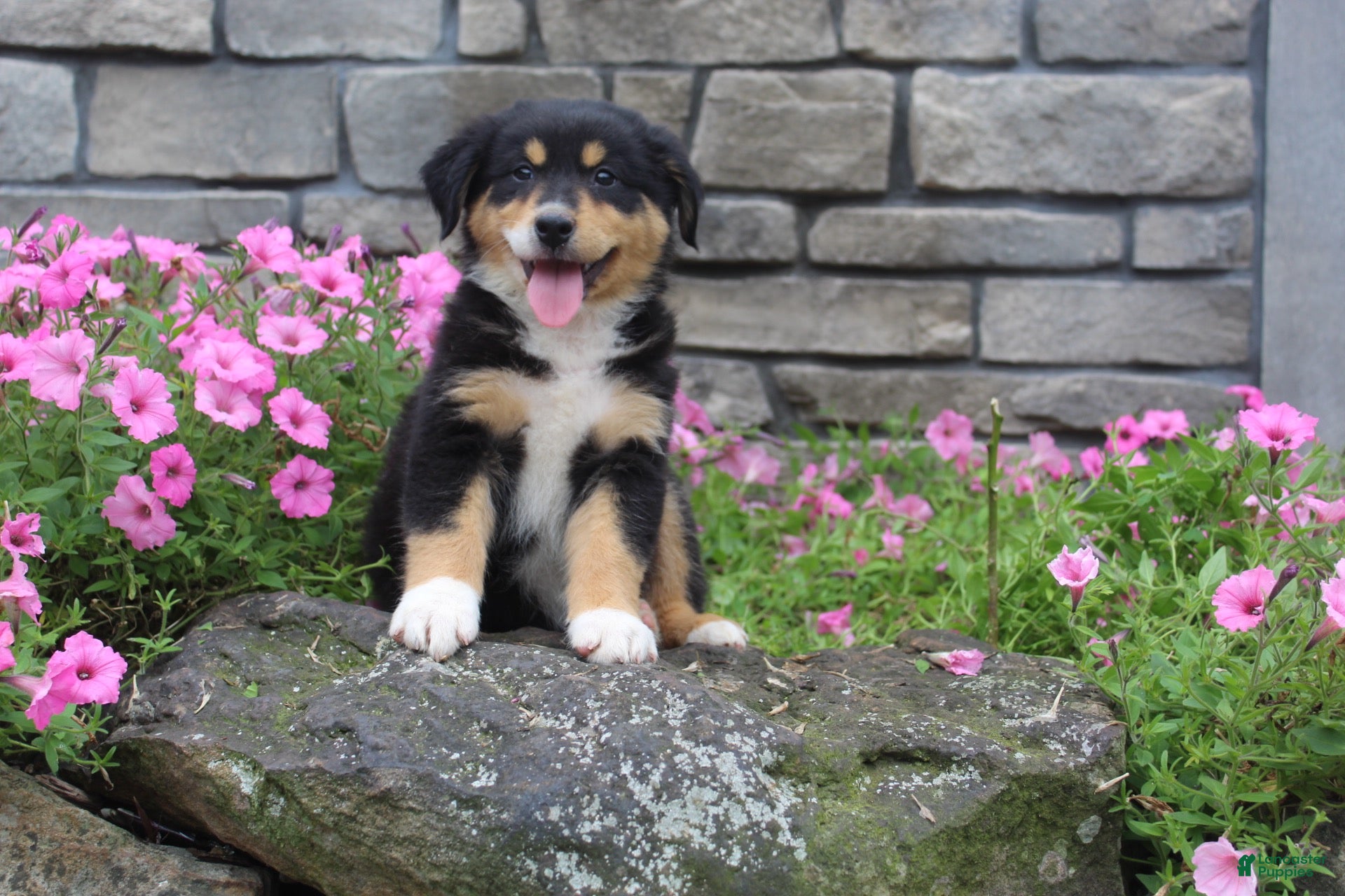 Australian Shepherd dogs Pixie  - Ad 1