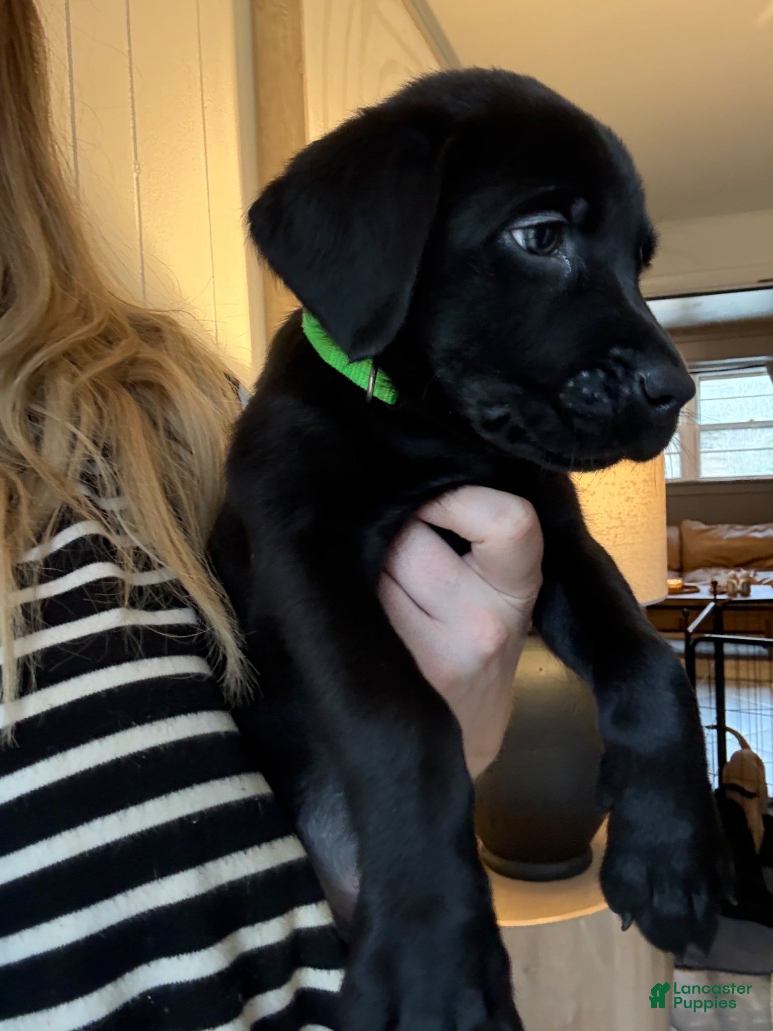 Labrador Retriever dogs Green Collar Male - Ad 1