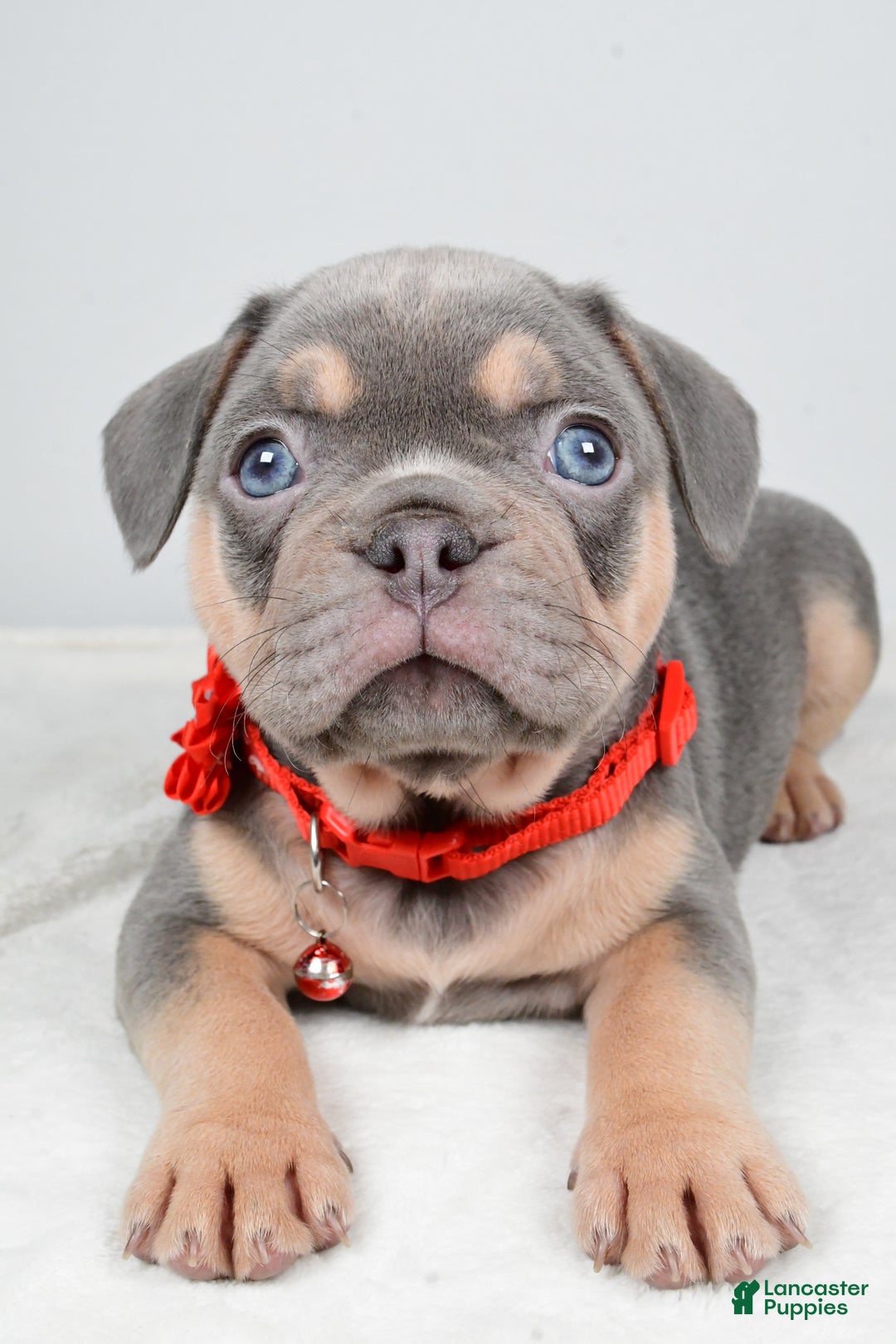 French Bulldog dogs for sale: Wren - Ad 3