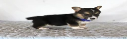 Welsh Corgi Pembroke dogs for sale: Hunter - Ad 3