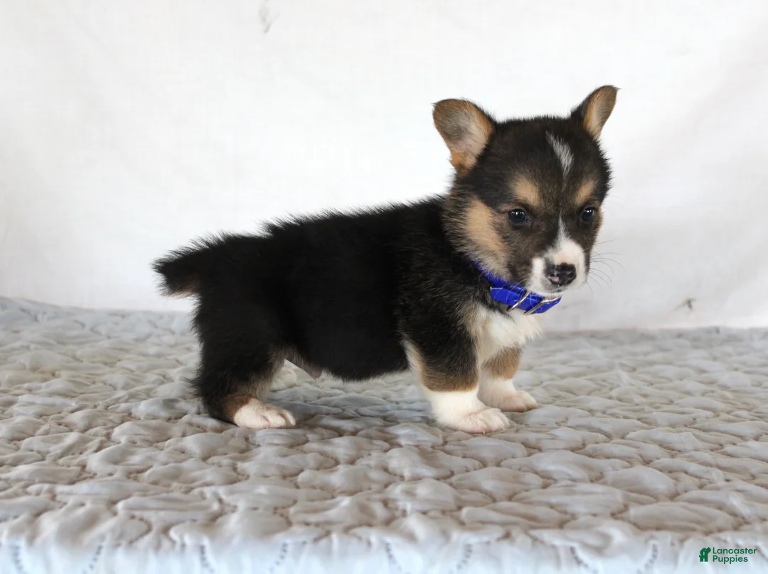 Welsh Corgi Pembroke dogs for sale: Hunter - Ad 3