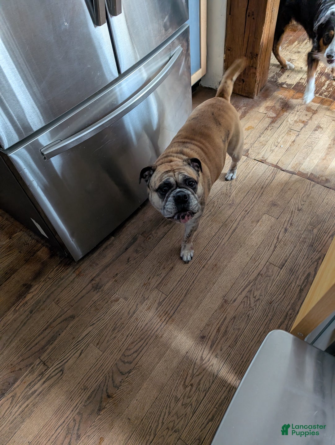 Australian Cattle Dog dogs for sale: Australian Cattle Dog Puppy 1 - Ad 3