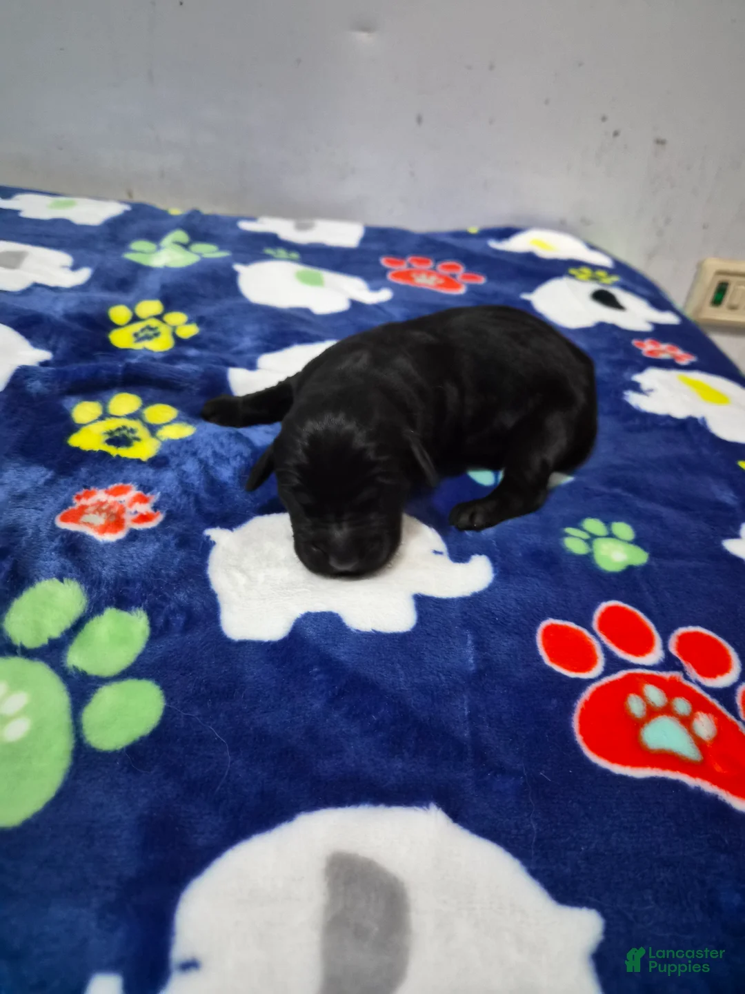 Goldador dogs for sale: Birdie - Ad 1