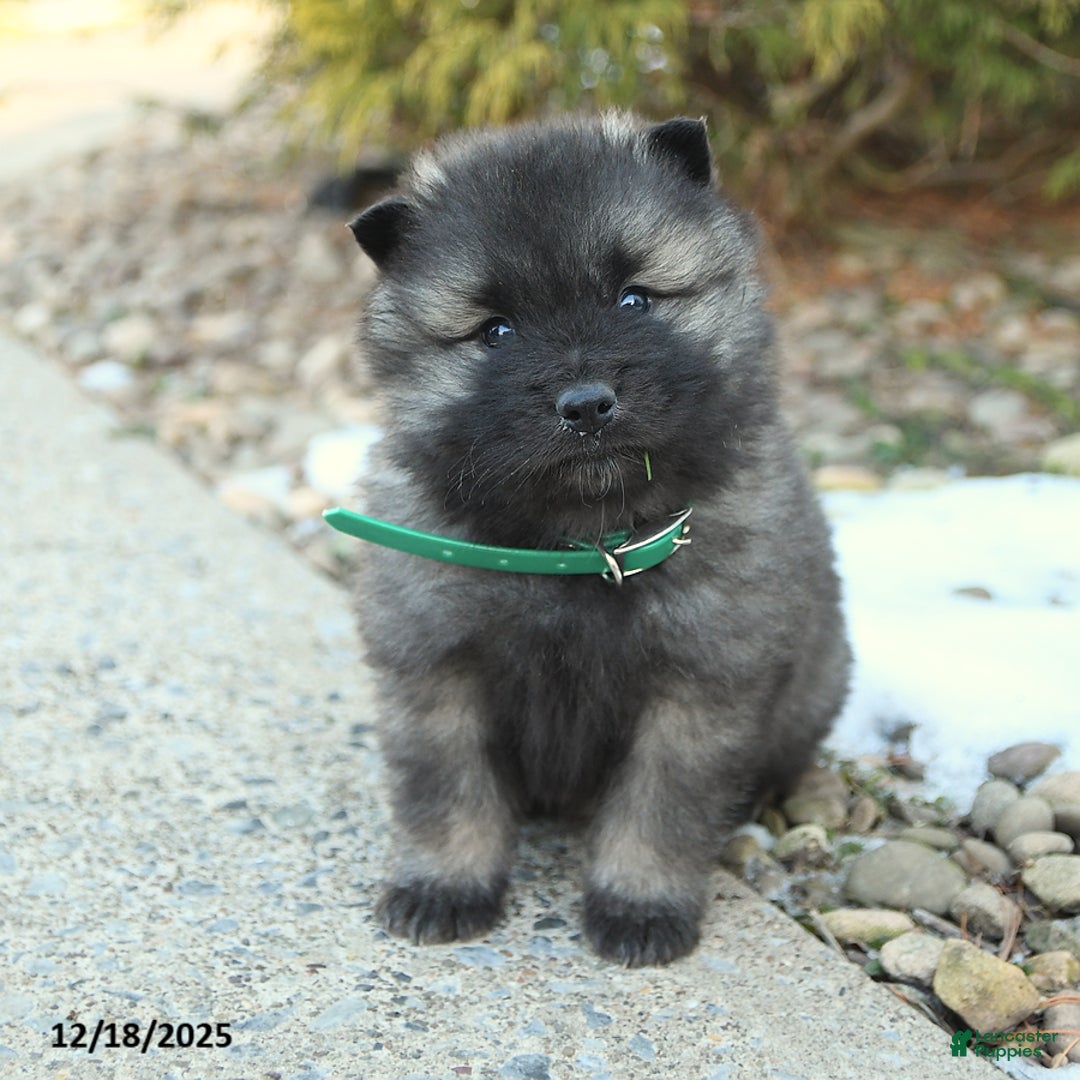 Keeshond dogs for sale: Flame - Ad 1