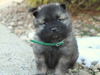 Keeshond dogs for sale: Flame - Ad 2