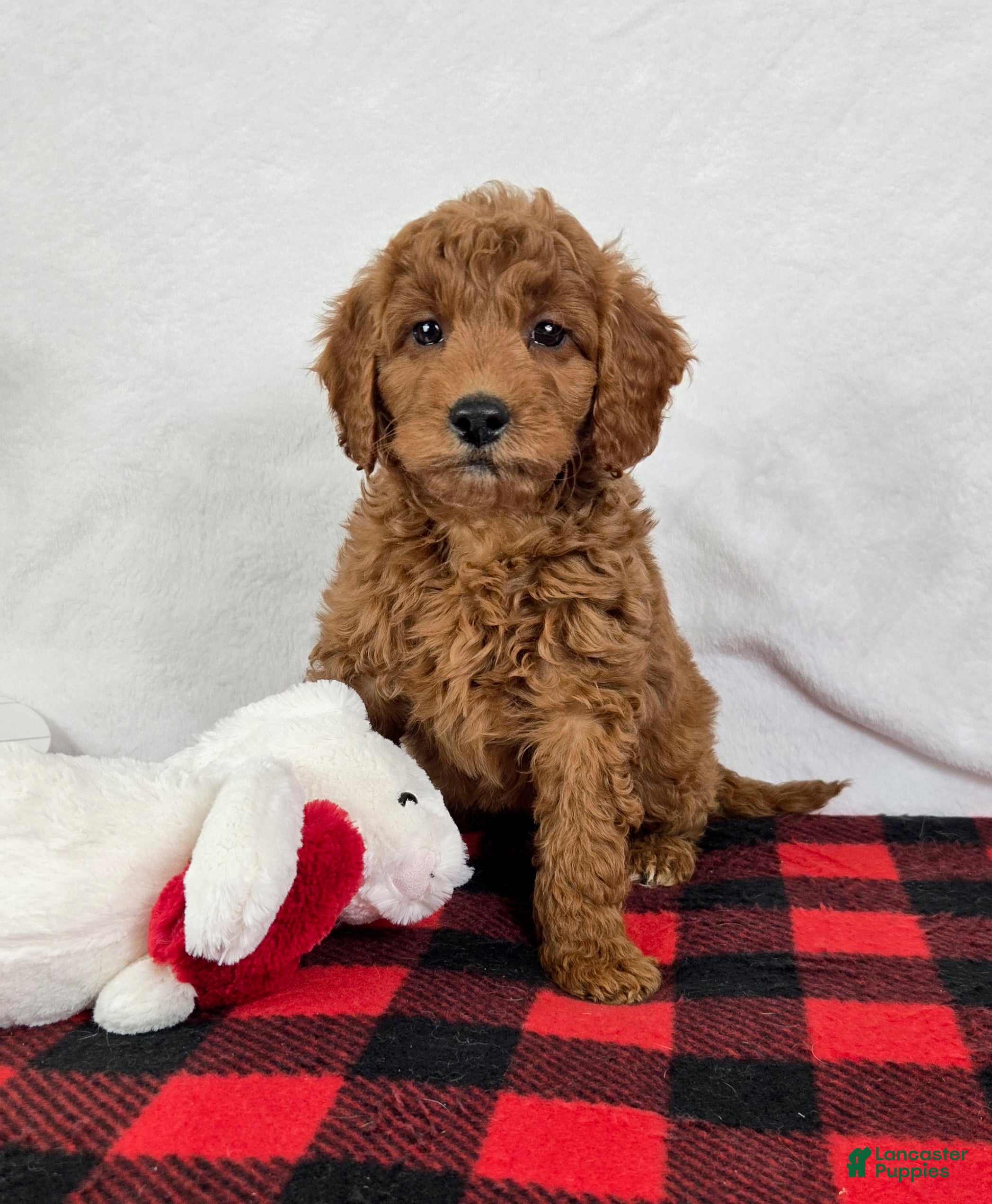 Mini Goldendoodle dogs Gabby - Ad 9