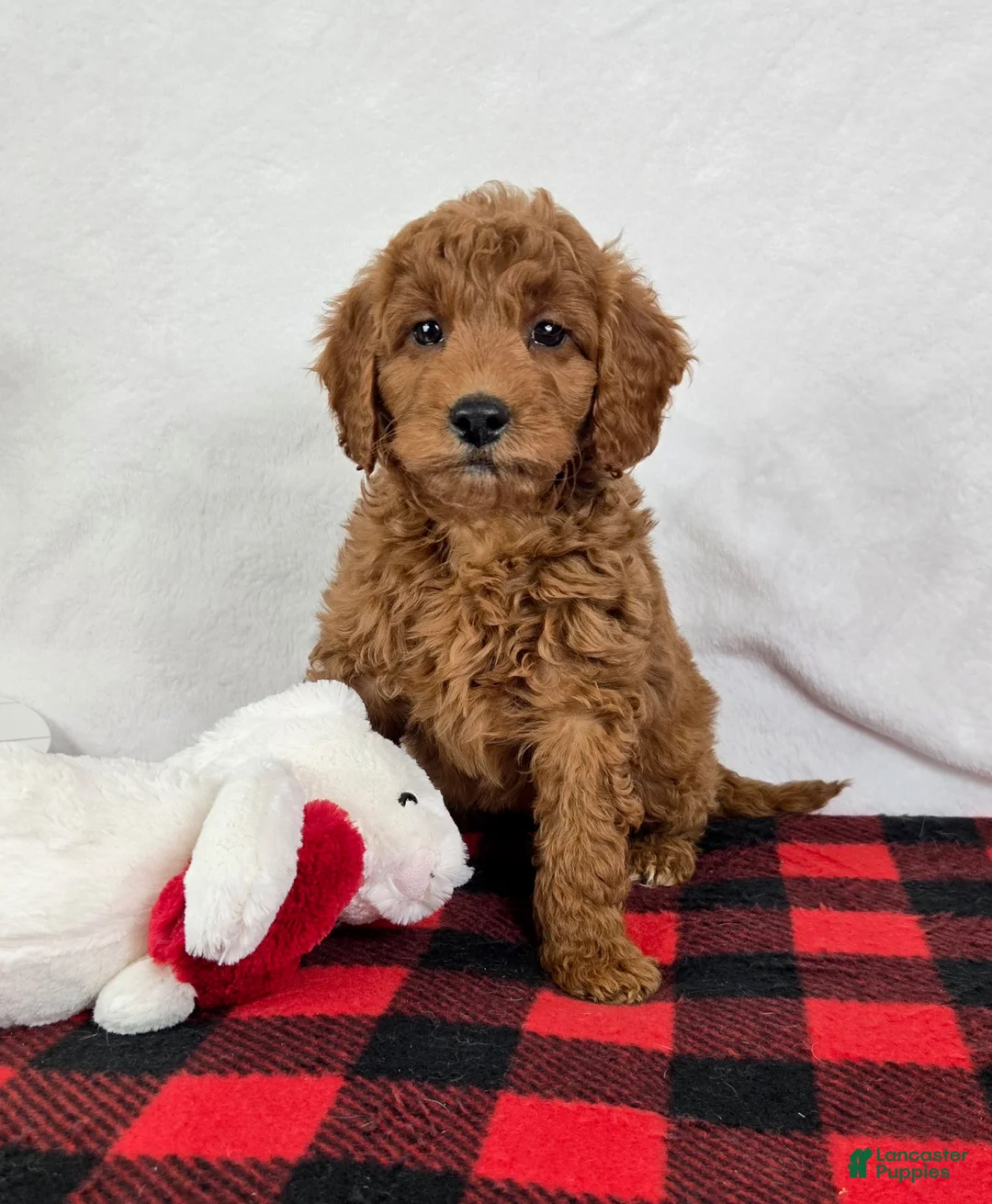 Mini Goldendoodle dogs for sale: Gabby - Ad 1