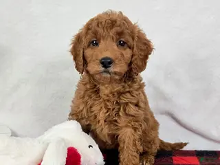 Mini Goldendoodle dogs Gabby - Ad 9