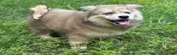 Siberian Husky dogs for sale: REYNA - Ad 12