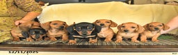 Dachshund dogs for sale: Rain - Ad 5