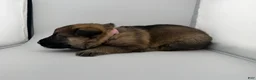German Shepherd dogs for sale: Daisy - Ad 21