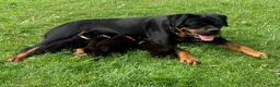 Rottweiler dogs for sale: Purple Female - Ad 9