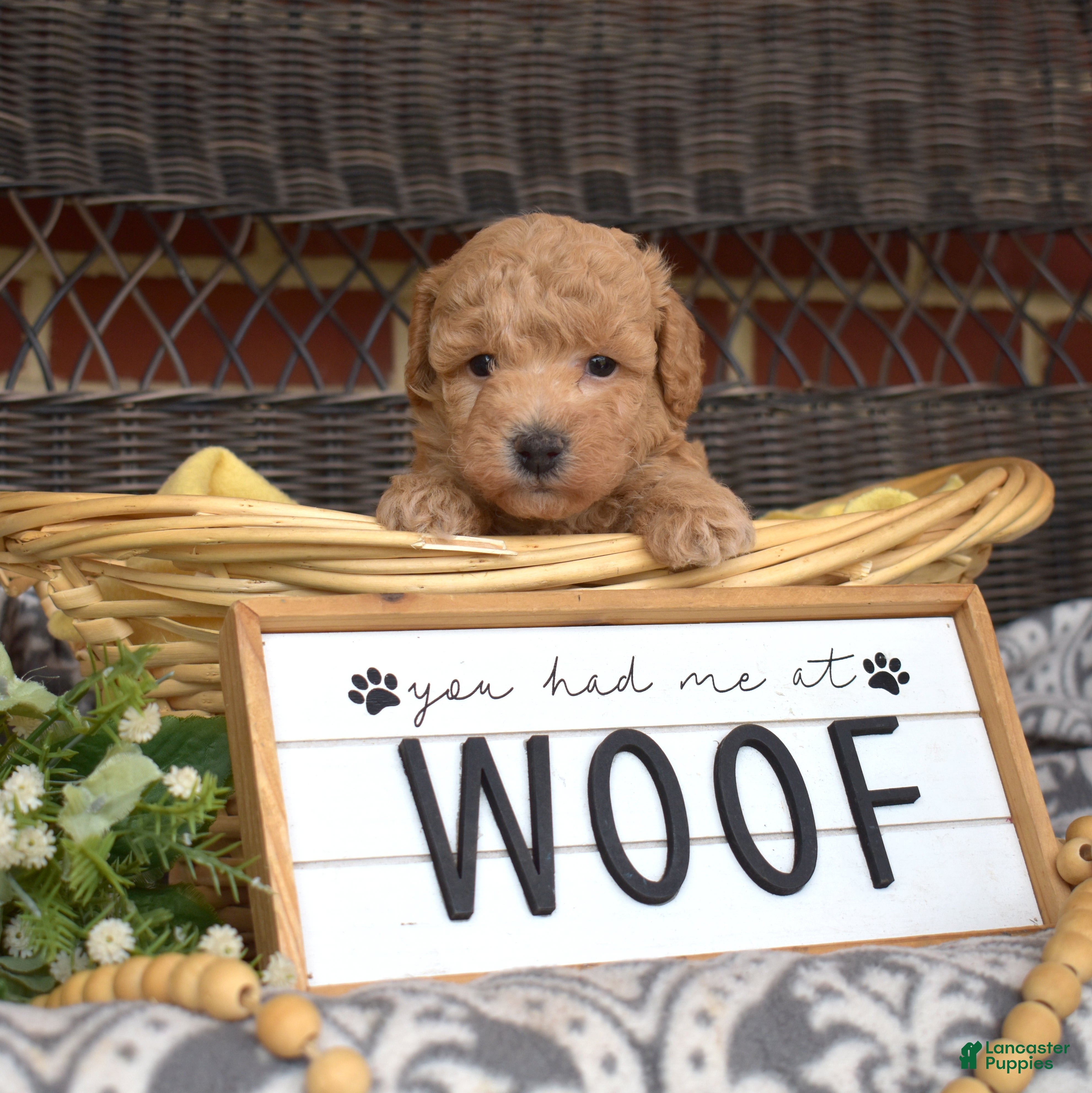 Bichpoo dogs Cricket - Ad 1