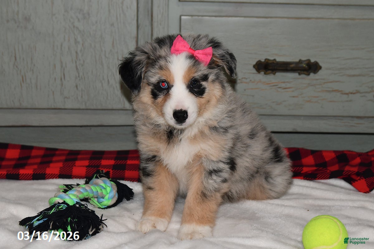 Australian Shepherd dogs Lexi  - Ad 1