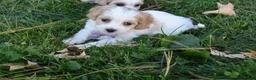Cavachon dogs for sale: Carley  - Ad 3