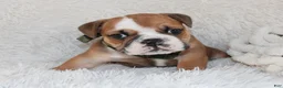 English Bulldog dogs for sale: AKC Otis - Ad 9