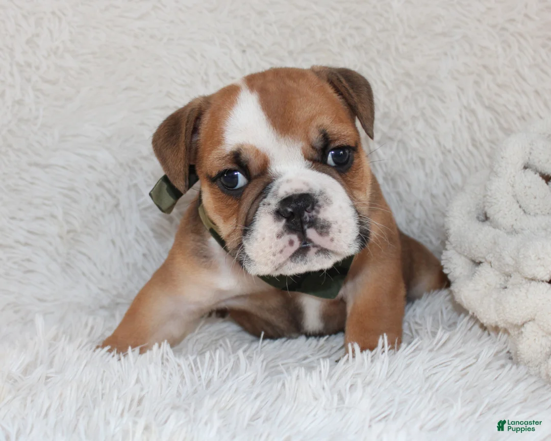 English Bulldog dogs for sale: AKC Otis - Ad 9