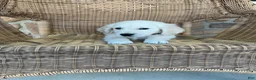 Golden Retriever dogs for sale: Max - Ad 3