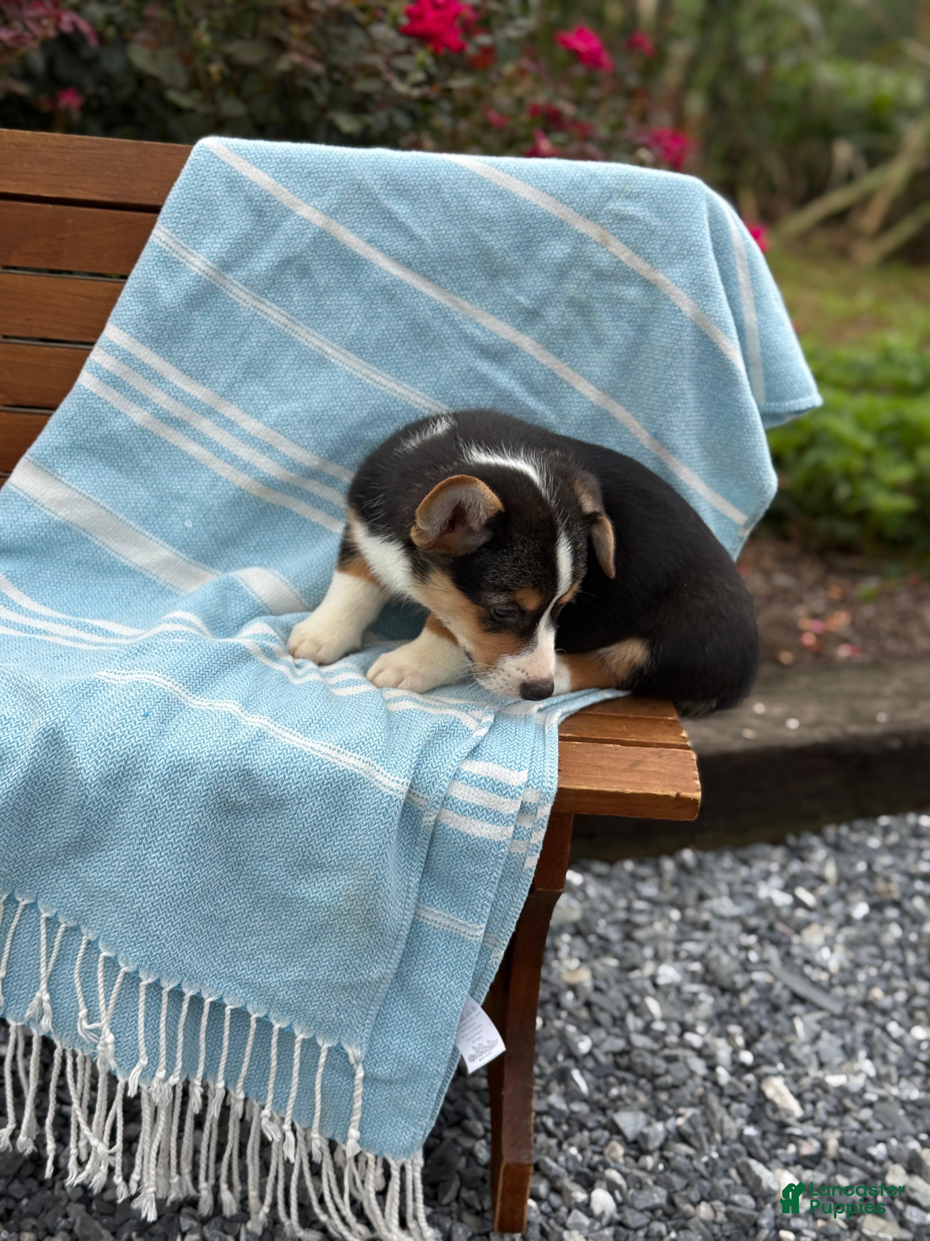 Welsh Corgi Pembroke dogs Jett - Ad 2
