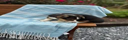 Welsh Corgi Pembroke dogs for sale: Jett - Ad 2