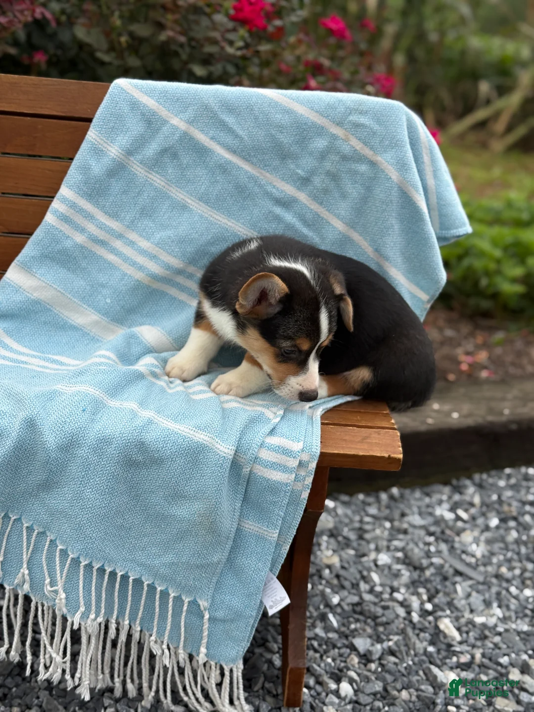 Welsh Corgi Pembroke dogs for sale: Jett - Ad 2