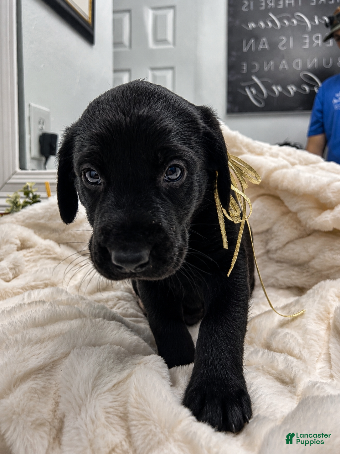 Labrador Retriever dogs Labrador Retriever 7 - Ad 1