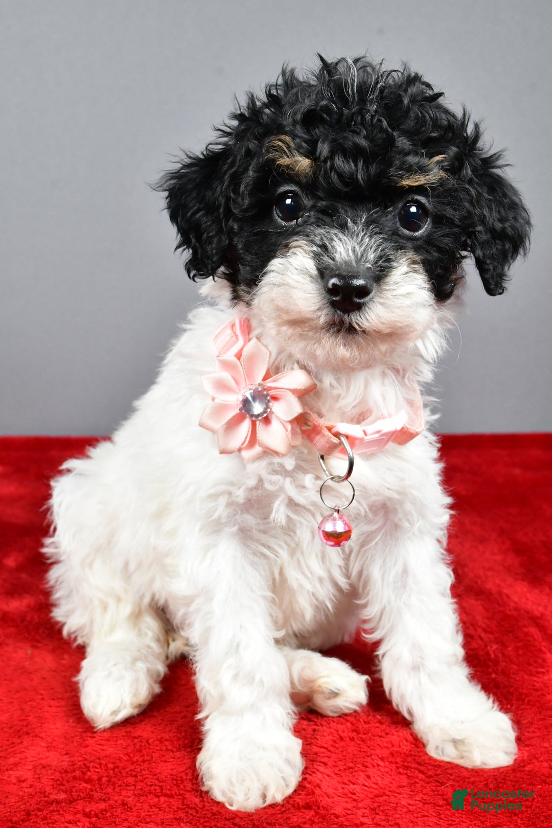 Miniature Poodle dogs for sale: Amanda - Ad 4